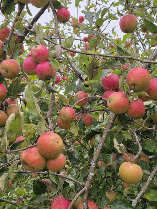 Winter Fruit Pruning Day with Chris Bird - Minstead Study Centre -  Saturday 7th February 2026 - 10.00am