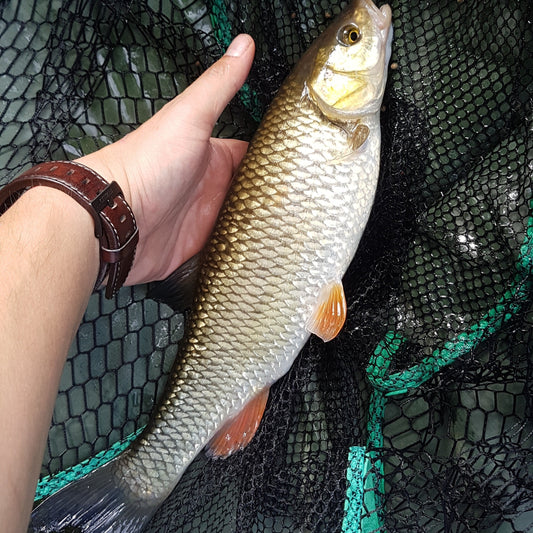 Angling permit - Day