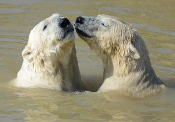 Hampshire DofE - Advanced Rangers Academy - Monday 27th to Friday 31st July 2026