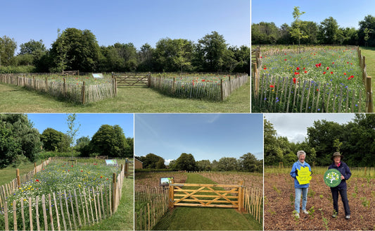 Sponsor a Mini Forest