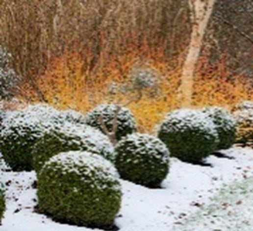 Sir Harold Hillier Gardens - New Year’s Day Guided Tour - Thursday 1st January 2026 - 10.30am