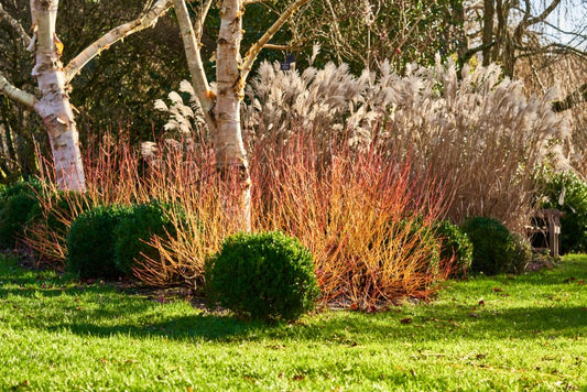 Sir Harold Hillier Gardens - Guided Tour - New Year’s Day - Friday 1st January 2027 - 10.30am