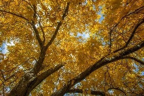 Sir Harold Hillier Gardens - Autumn Colour - Guided Tour - Saturday 17th October 2026 - 9.00am