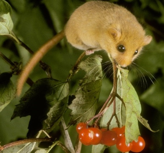 Donate to plant trees for dormice (£200, £300, £400, £500, £1000, £2500 or £5000 donation)