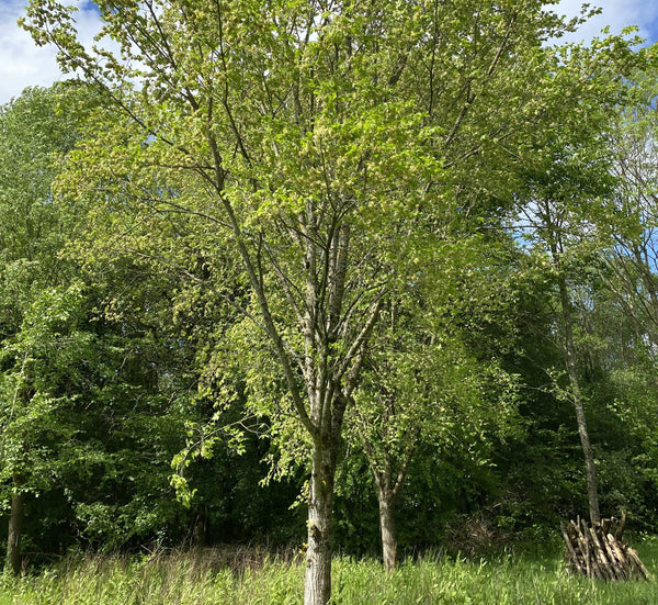 Donate to support our disease resistant elm trials (£200, £300, £400, £500, £1000, £2500 or £5000 donation)