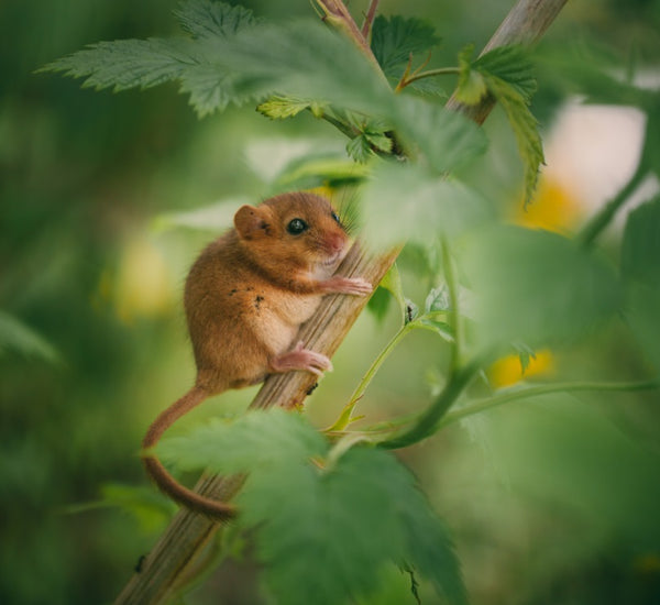 Donate to plant trees for dormice (£5, £10 or £25 donation)