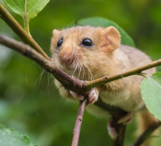 Donate to plant trees for dormice (£50, £100 or £150 donation)