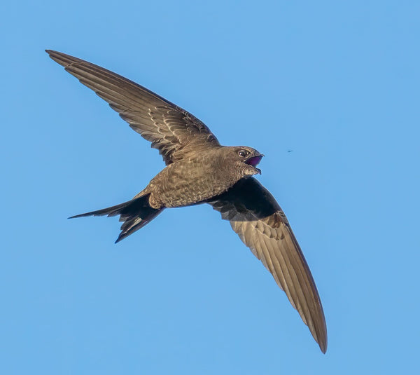 Swifts: Their history, and how to save them - On-site talk - Tuesday 30th April 2024