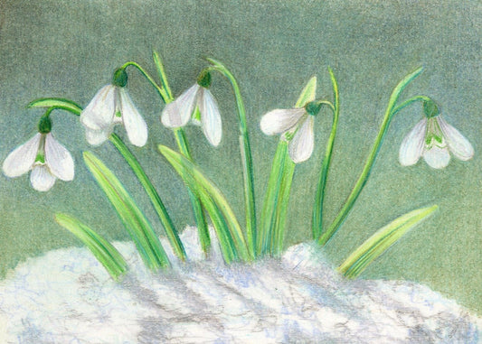 Sir Harold Hillier Gardens - Art Workshop - Snowdrops in Coloured Pencils - Sunday 2nd February 2025 - 10.00am