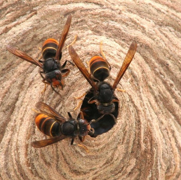 The Asian Hornet - Basingstoke Discovery Centre - Friday 26th April 2024