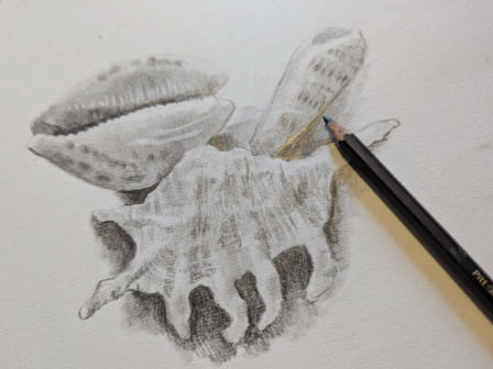 Drawing for Beginners - Grow Your Confidence - Yateley Library - Tuesday 23rd, 30th September, 7th and 14th October 2025 - 10.00am