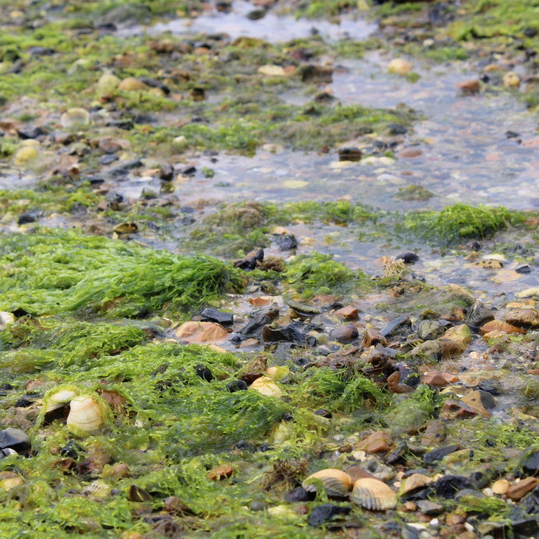 Seashore Safari at Lepe Country Park - Monday 24th August 2026 - 1.30pm