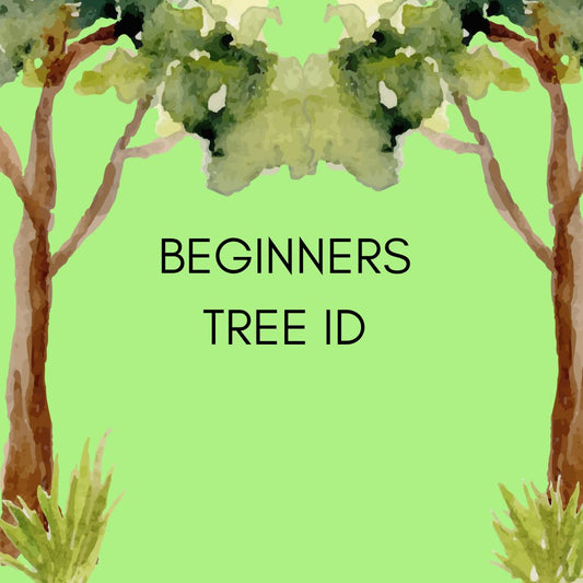 Beginners Tree ID with Toby at Lepe Country Park - Wednesday 10th June 2026 - 10.00am