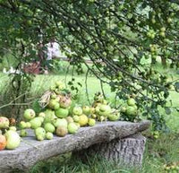 Fruit Pruning with Chris Bird at Minstead Study Centre - Saturday 10th February 2024