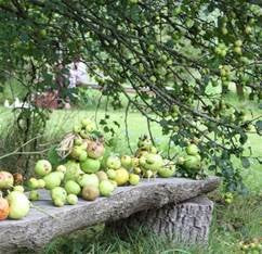 Fruit Pruning with Chris Bird at Minstead Study Centre - Saturday 8th February 2025 - 10.00am