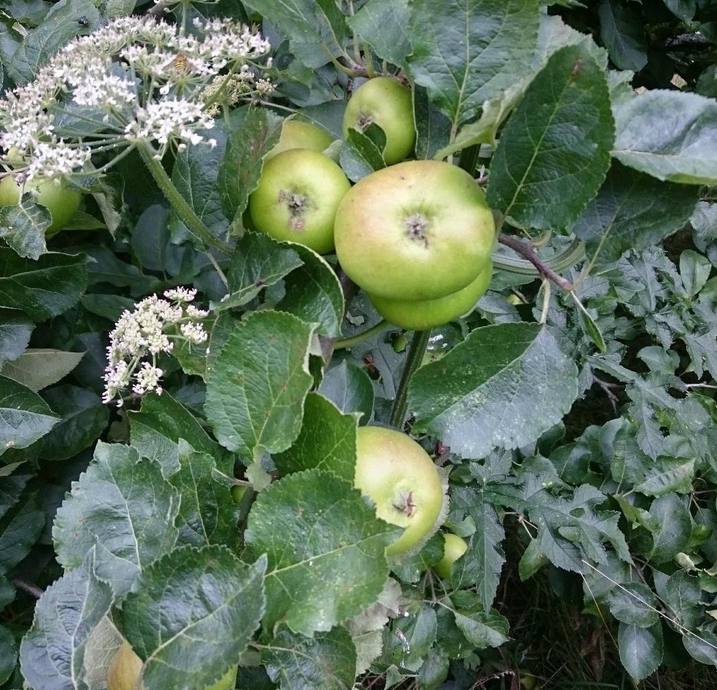 Summer Fruit Pruning - A Practical Day - Minstead Study Centre - Saturday 16th August 2025 - 10.00am