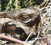 Nightjar Twilight Walk on Yateley Common - Wednesday 15th July 2026 - 9.00pm
