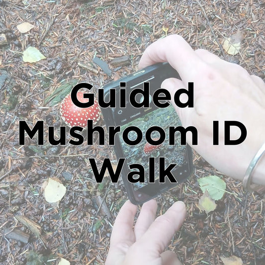 Mushroom ID Walk at Queen Elizabeth Country Park - Thursday 5th November 2026 - 2.00pm