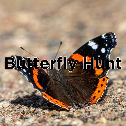 Butterfly Hunt at Queen Elizabeth Country Park - Thursday 9th April 2026 - 1.00pm