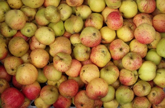 Sir Harold Hillier Gardens - Lecture Lunch - Discovering Heritage Apples - Wednesday 4th November 2026 - 11.00am