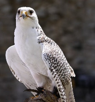 Sir Harold Hillier Gardens - Workshop - Introduction to Falconry - Saturday 27th April 2024
