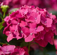 Sir Harold Hillier Gardens - How To: Hydrangea Pruning Class - Thursday 21st March 2024