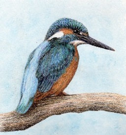 Sir Harold Hillier Gardens - Art Workshop - Kingfisher in Colour Pencils - Saturday 31st January 2026 - 10.00am