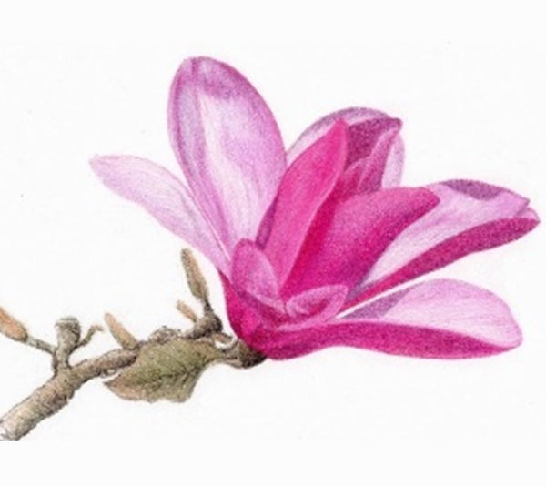 Sir Harold Hillier Gardens - Art Workshop - Magnolia in Colour Pencils - Sunday 21st April 2024