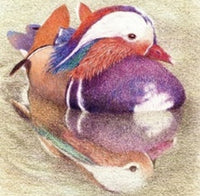 Sir Harold Hillier Gardens - Art Workshop - Mandarin Duck  - Saturday 6th July 2024
