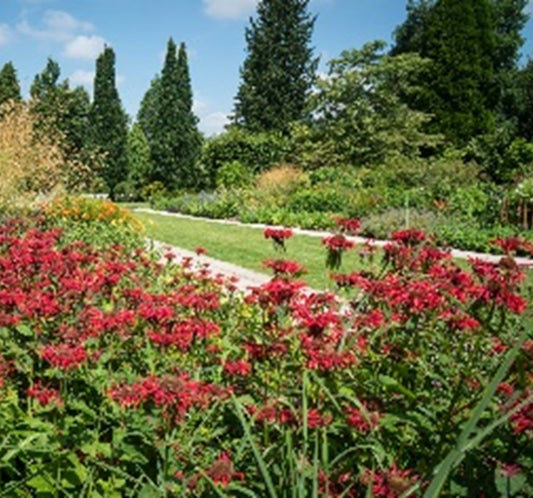 Sir Harold Hillier Gardens - Guided Tour - Mid-Summer Evening Supper - Thursday 19th June 2025 - 6.30pm