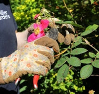 Sir Harold Hillier Gardens - How To: Pruning Summer Flowering Shrubs Class - Friday 21st June 2024