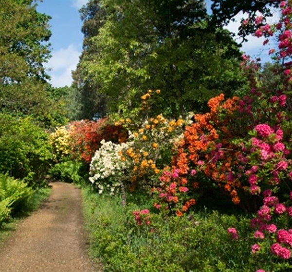 Sir Harold Hillier Gardens - Guided Tour - Rhododendron Woodland - Thursday 23rd May 2024