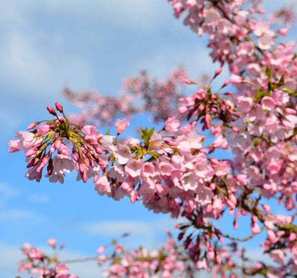 Sir Harold Hillier Gardens - Guided Tour - Spring Blossom - Thursday 18th April 2024