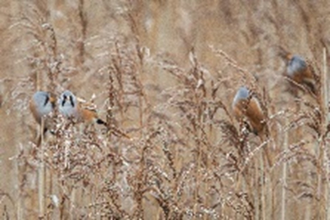 Sir Harold Hillier Gardens - Lecture Lunch - Winter Birds of Hampshire and the South Coast - Wednesday 18th November 2026 - 11.00am