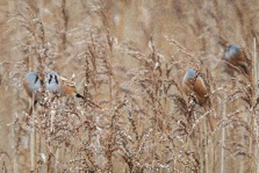 Sir Harold Hillier Gardens - Lecture Lunch - Winter Birds of Hampshire and the South Coast - Wednesday 18th November 2026 - 11.00am