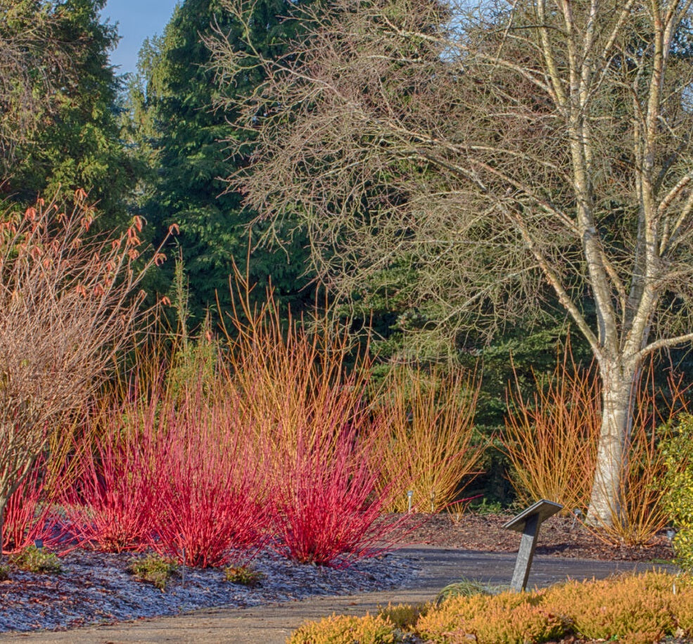Sir Harold Hillier Gardens - The Winter Garden - Masterclass - Thursday 29th January 2026 - 9.45am