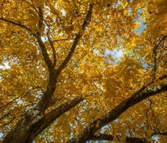 Sir Harold Hillier Gardens - Guided Tour - Autumn Colour - Saturday 18th October 2025 - 9.00am
