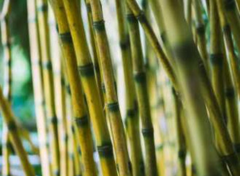 Sir Harold Hillier Gardens - Lecture Lunch - Bamboos in Your Garden - Tuesday 15th July 2025 - 11.00am
