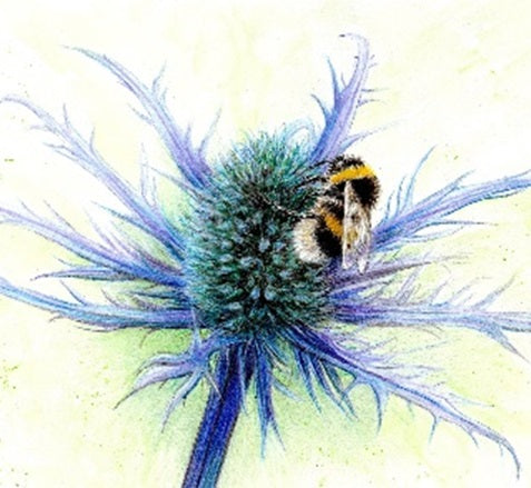 Sir Harold Hillier Gardens - Art Workshop - Bee on Sea Holly in Colour Pencil - Sunday 20th July 2025 - 10.00am