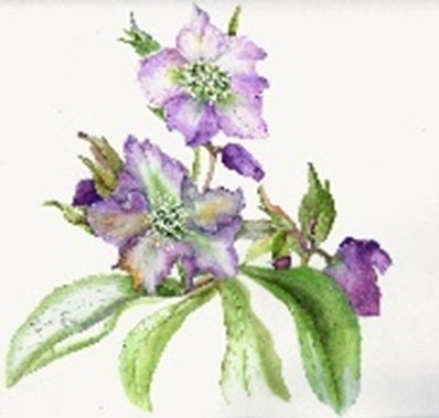 Sir Harold Hillier Gardens - Botanical Art Workshop - Handling Watercolour for Spring Flowers - Saturday 22nd February 2025 - 10.00am