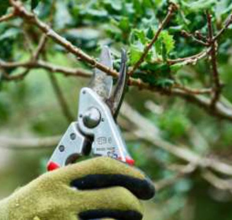 Sir Harold Hillier Gardens - Class - Spring Pruning - Thursday 3rd April 2025 - 10.00am