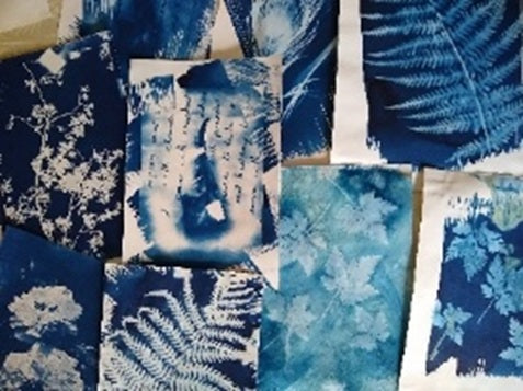 Sir Harold Hillier Gardens - Art Workshop - Cyanotype Blueprint - Saturday 9th May 2026 - 10.00am
