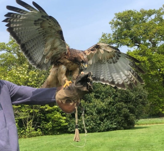 Sir Harold Hillier Gardens - Workshop - Introduction to Falconry - Saturday 14th March 2026 - 10.30am