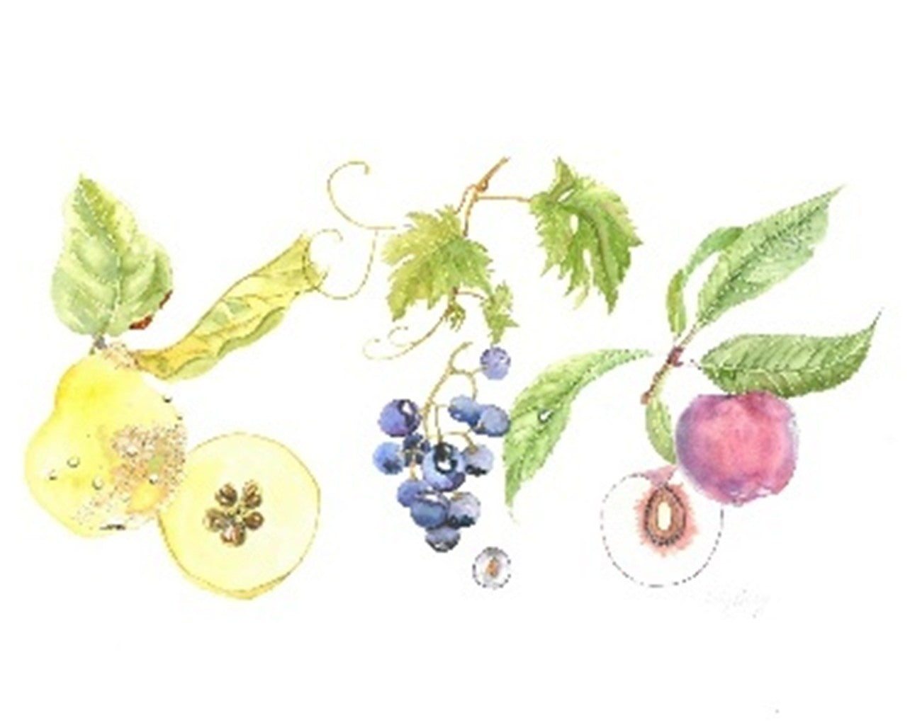 Sir Harold Hillier Gardens - Botanical Art Workshop - Fruits, Seeds & Berries - Sunday 12th October 2025 - 10.00am
