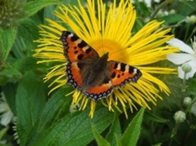 Sir Harold Hillier Gardens - Lecture Lunch - Gardening for Butterflies - Tuesday 24th February 2026 - 11.00am