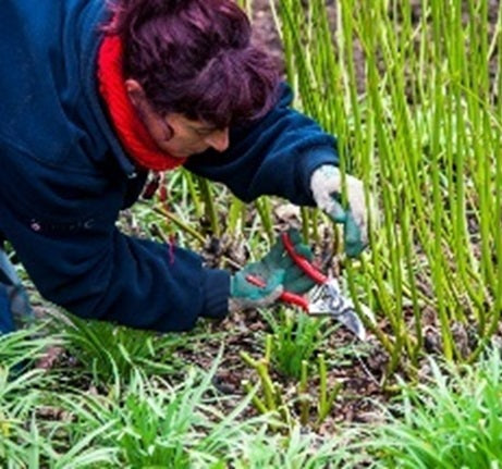 Sir Harold Hillier Gardens - How To: Winter Pruning Class - Thursday 5th March 2026 - 10.00am