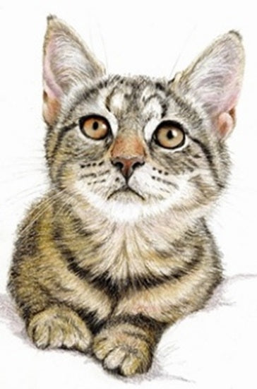 Sir Harold Hillier Gardens - Art Workshop - Kitten in Colour Pencil - Saturday 27th June 2026 - 10.00am