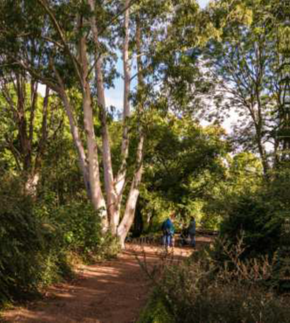 Sir Harold Hillier Gardens - Masterclass: Veteran Trees - Thursday 18th September 2025 - 9.30am