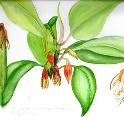 Sir Harold Hillier Gardens - Botanical Art Workshop - Plant Habit and Picture Composition - Sunday 27th April 2025 - 10.00am