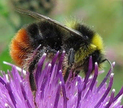 Sir Harold Hillier Gardens - Lecture Lunch - The Plight of the Bumblebee - Wednesday 12th February 2025 - 11.00am